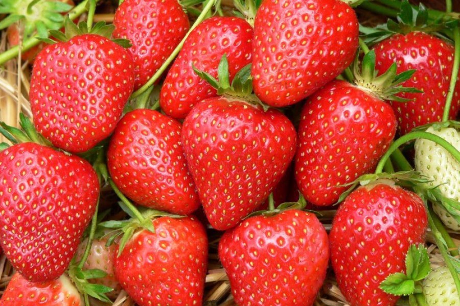 The most effective way to wash strawberries before eating them