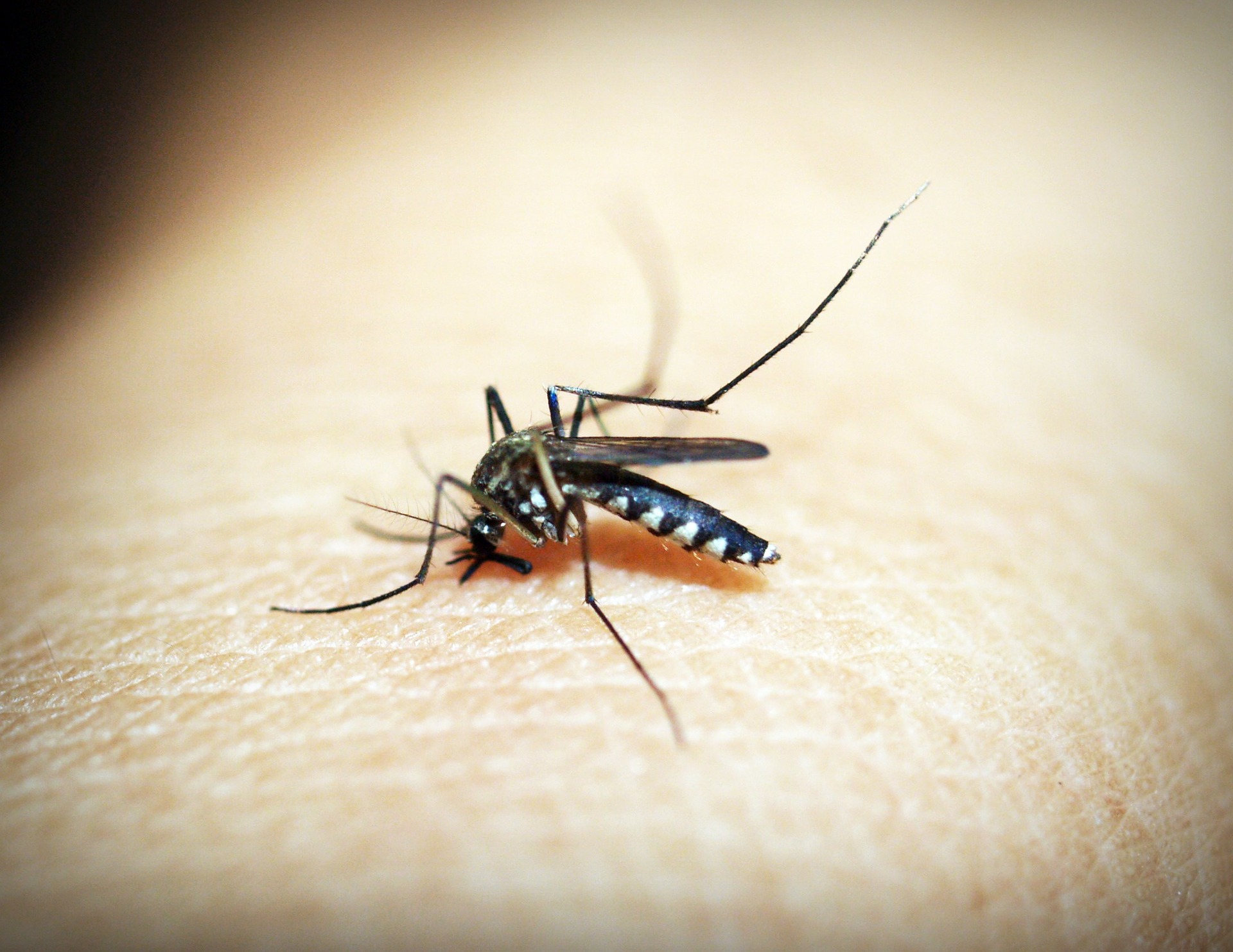 Malaria and deaths from this disease could be reduced by 70% (STUDY)