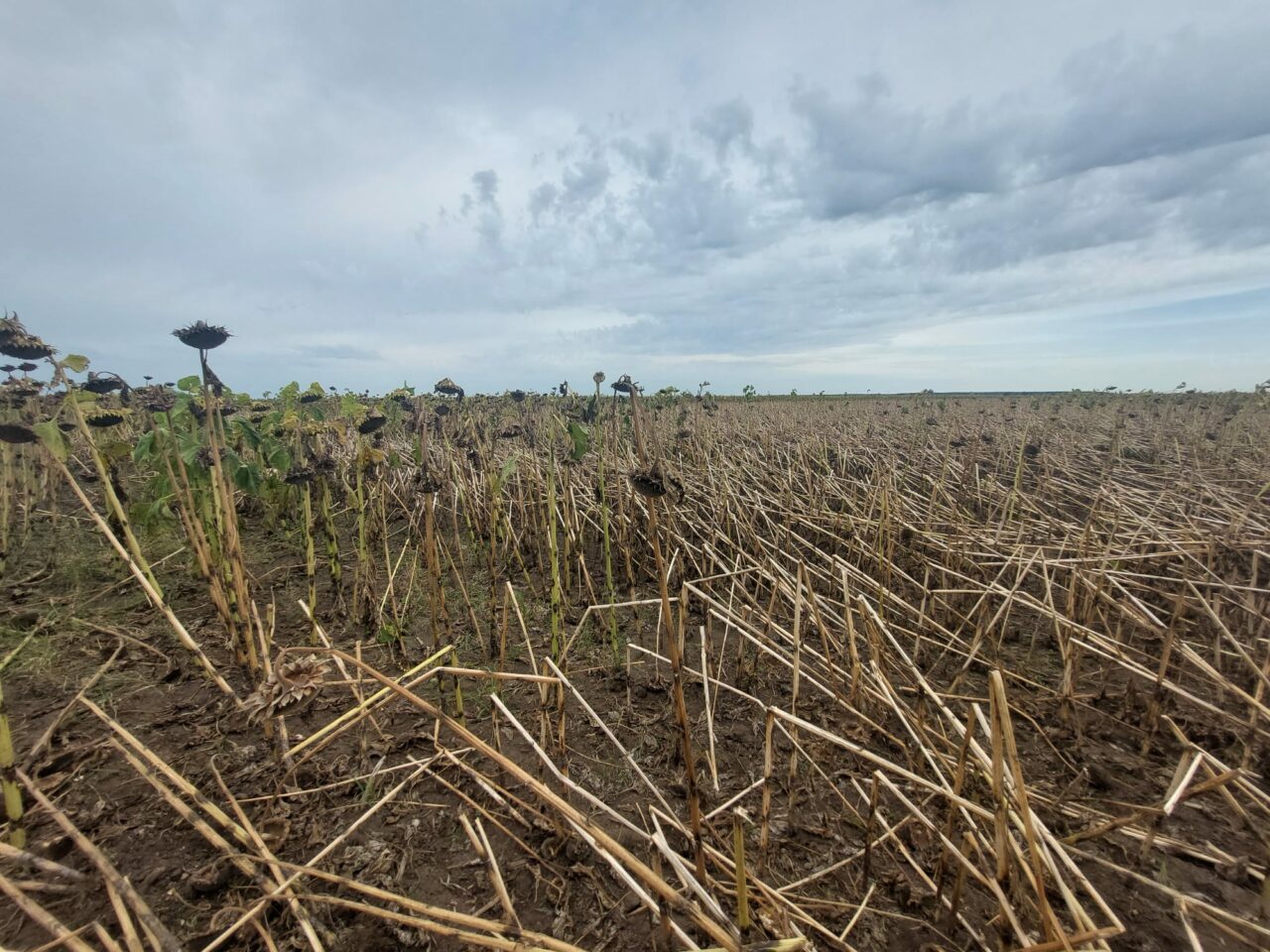 Alertă! Furtunile din Dobrogea pot disturba sistemul energetic național. Atomocentrala Cernavodă s-a deconenctat. Eolienele vor fi oprite