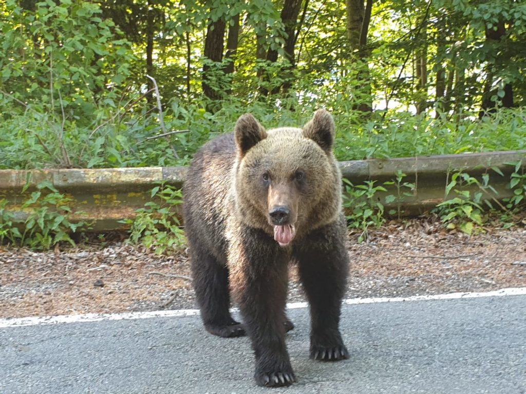 Ploiești: Un urs a fost văzut, duminică dimineaţă, în zona de vest a orașului / Autorităţile au emis mesaj RO-ALERT