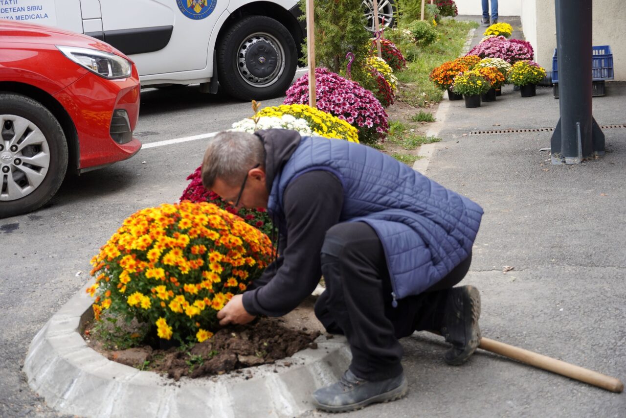 Gestul EMOȚIONANT al unui sibian: Plantează crizanteme în fața Spitalului Județean, în amintirea mamei sale. Care este povestea din spate