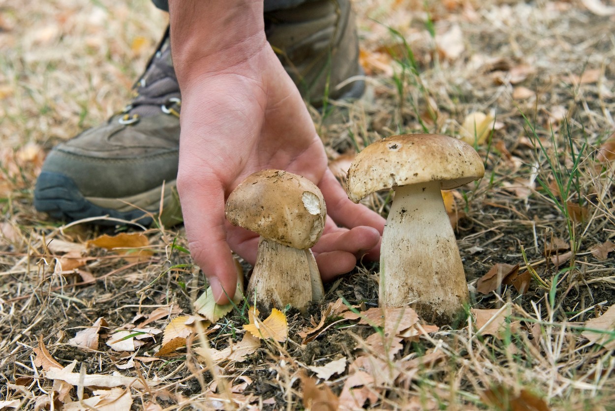 Cât costă un kilogram de HRIBI acum, în octombrie 2023. Puțini români își permit