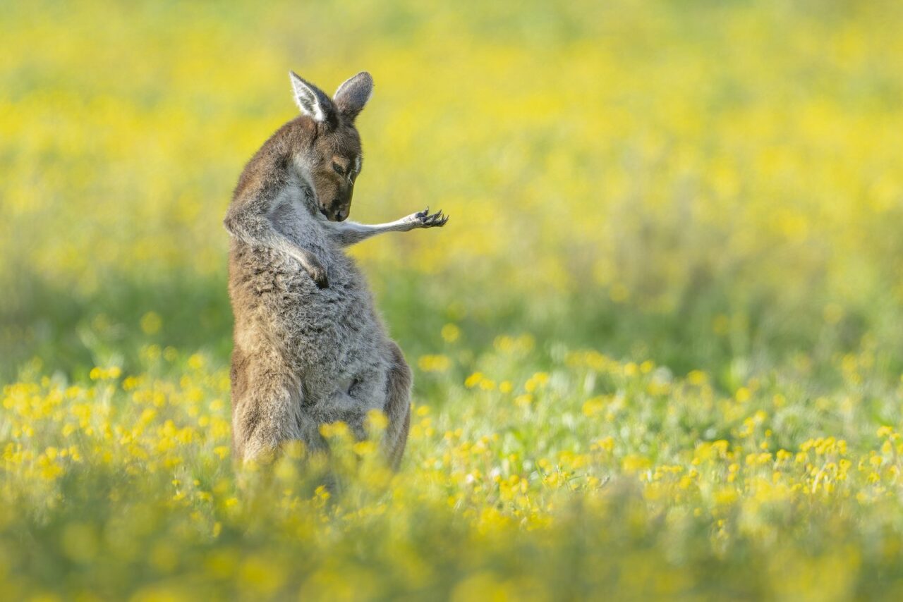 GALERIE FOTO | Comedy Wildlife Photo: Cele mai amuzante fotografii cu animale de anul acesta au fost desemnate