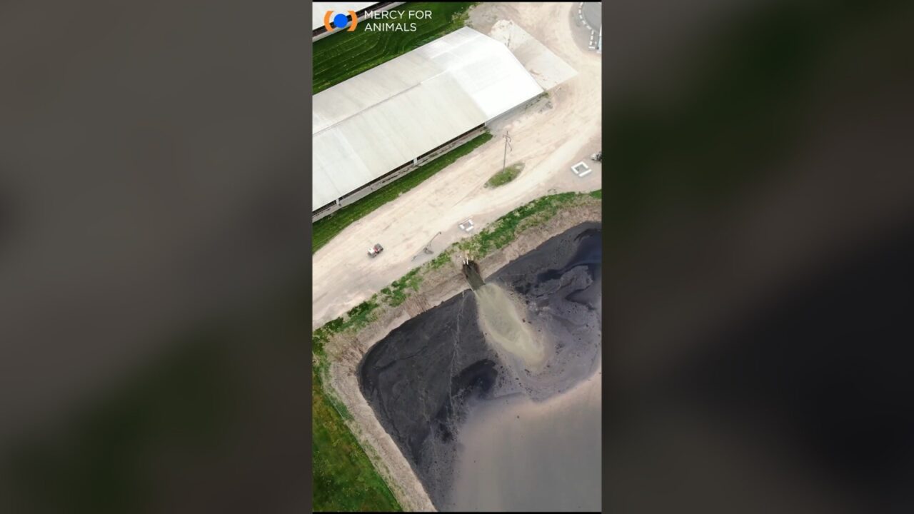 VIDEO | Imagini filmate cu drona la o fermă de vaci provoacă revoltă. Ce a descoperit un ONG