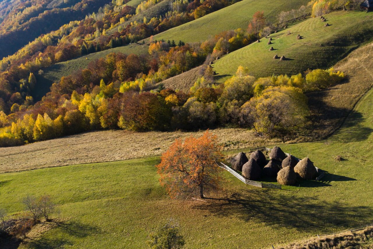 „Perla” ascunsă între Munții Bucegi și Piatra Craiului unde turiștii respiră aer curat. Aici se regăsește primul sat turistic din țară